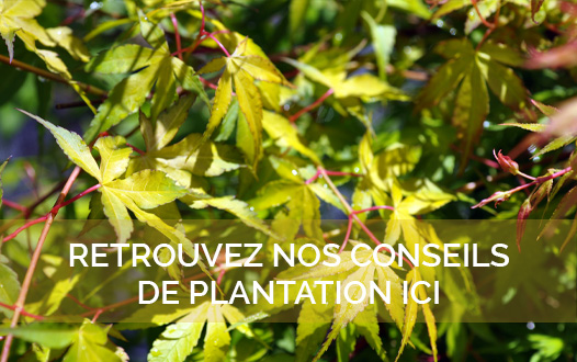 Nos conseils de plantation